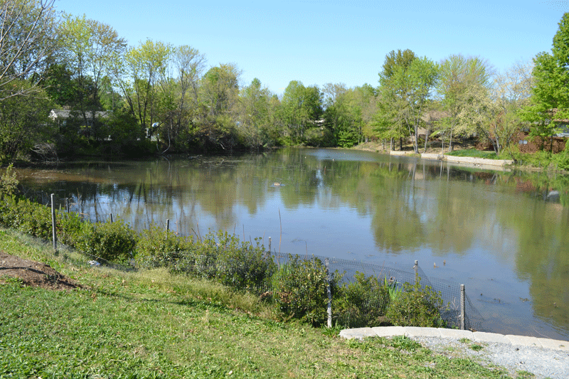 The Pond in Summer