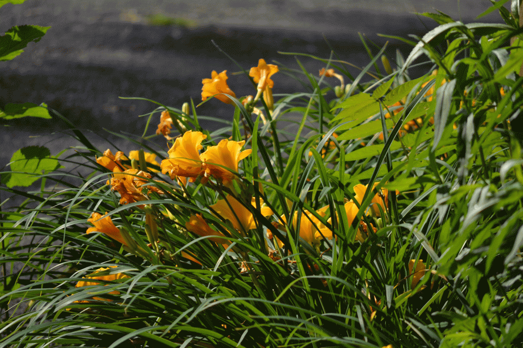 day-lillies-orange