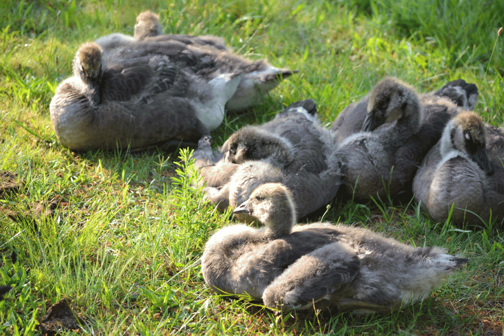 goose-newborns