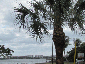 big-palm-florida-2012