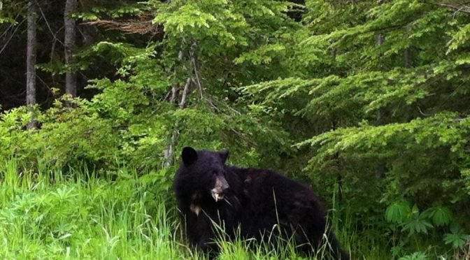 black bear in woods