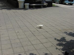 White pigeon on sidewalk