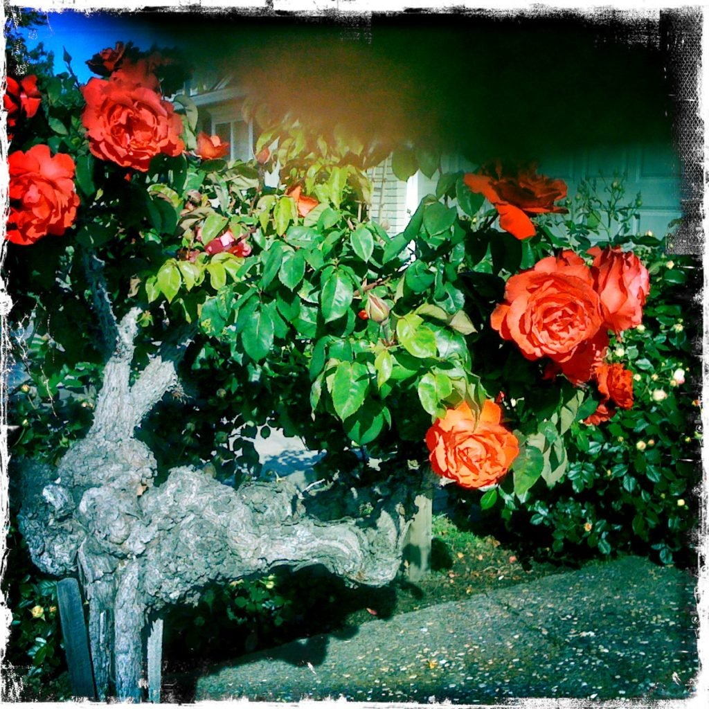 Orange rosebush