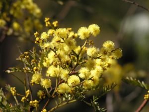Yellow flowers on wattle bush