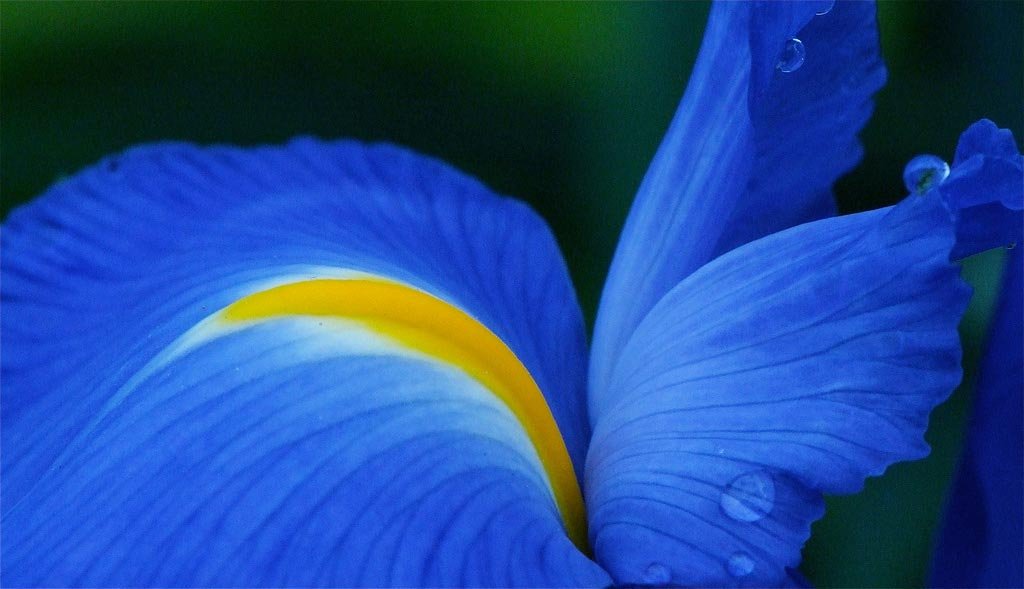 Vibrant blue flower