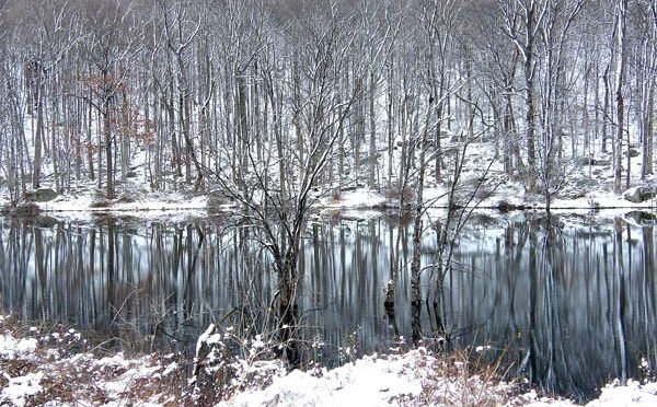 Snowy forest and lake
