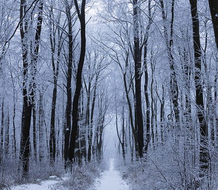 Path through frosted woods