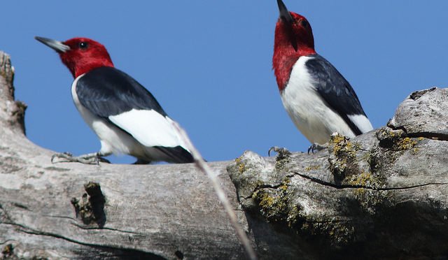 2 red-headed woodpeckers on a limb of a tree