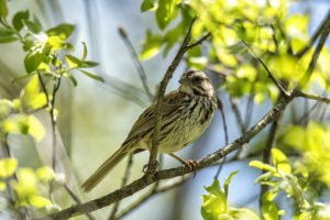 song sparrow in tree with yellow blossoms
