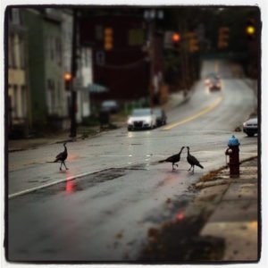 Turkeys crossing a road