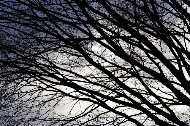 bare tree branches