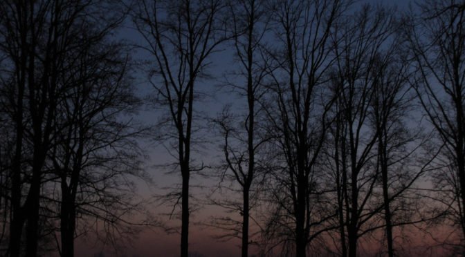 Forest at dusk in Lithuania