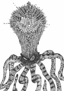 pen drawing of octopus