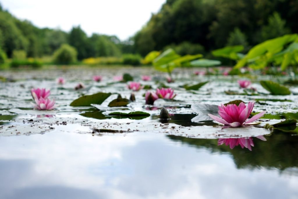 Photo of water lilies