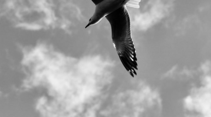 Black and white photo looking up at bird