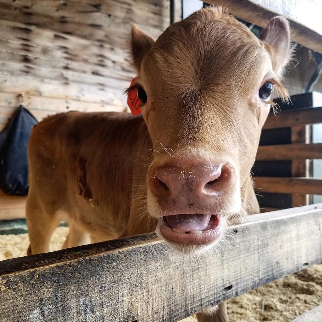 Color photo of calf looking at camera
