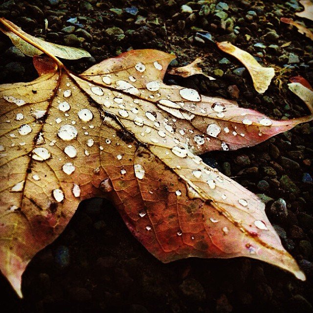 Color photo closeup of leaf with water droplets