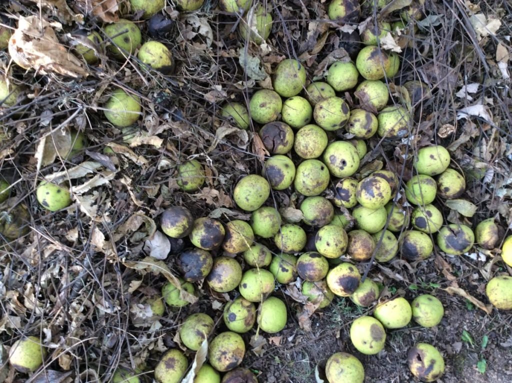 Photo of black walnuts on ground