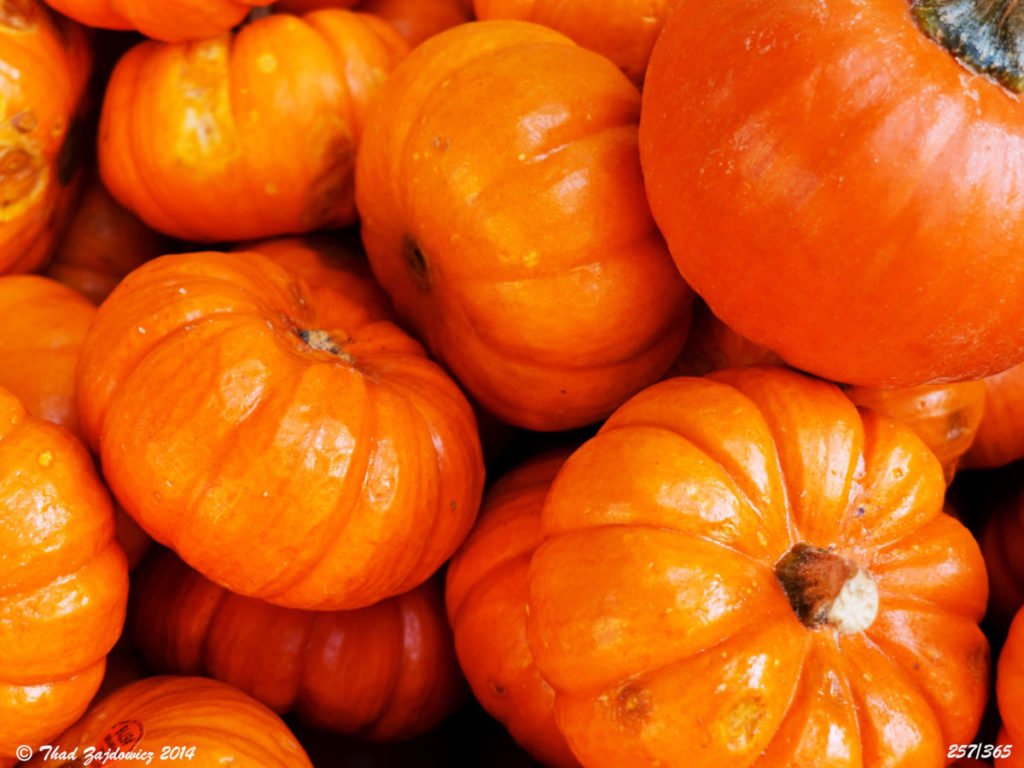 Close-up photo of group of orange mini-pumpkins
