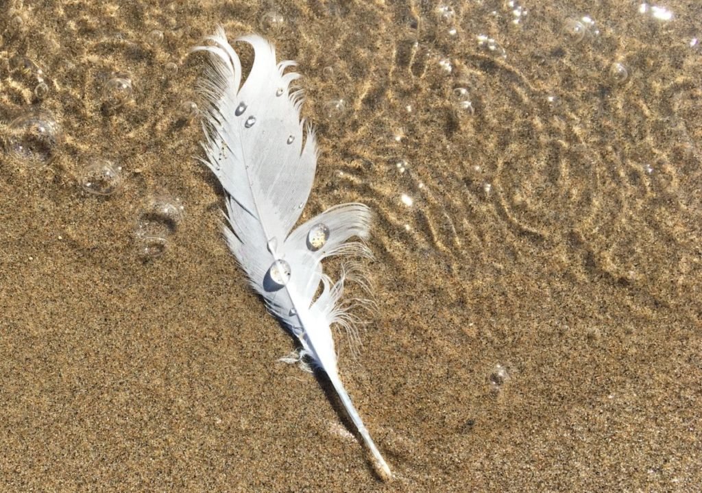 white feather on sand with small water droplets
