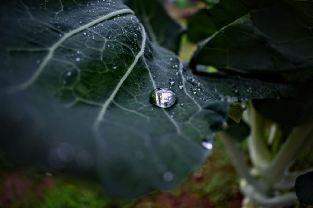 Closeup photo up droplet on leaf