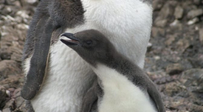 Photo of royal penguin with its chick