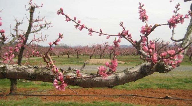 Photo of orchard with pink buds