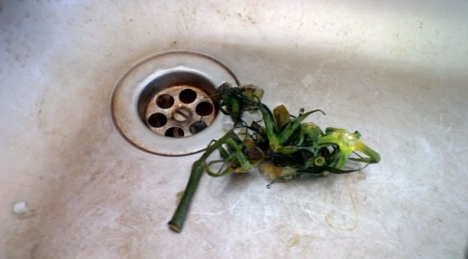 stainless steel sink with soggy green weed lying in it