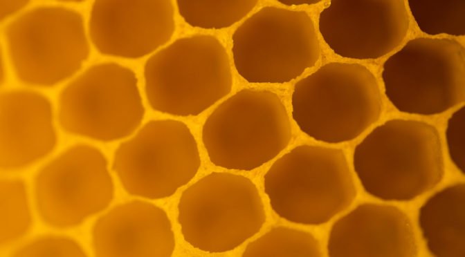 Closeup photo of honeycomb