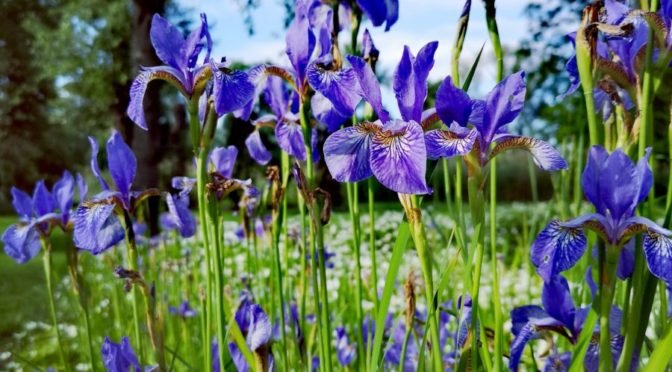 Photo of violet irises