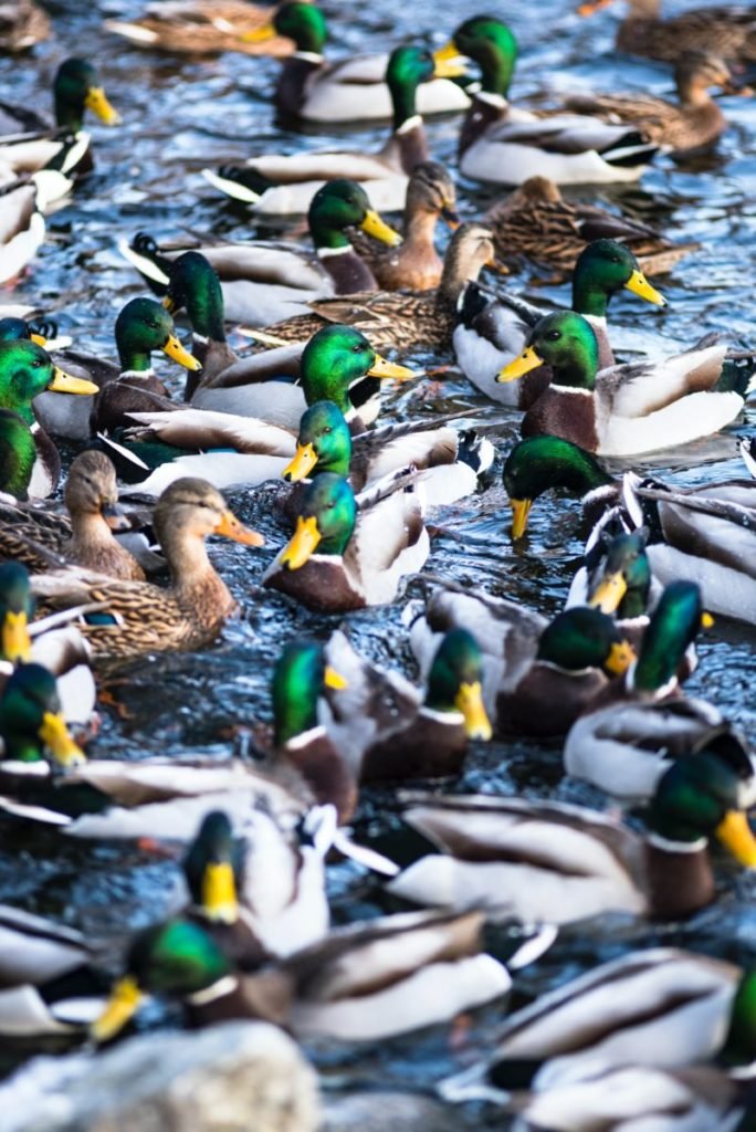 Photo of group of ducks on water