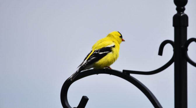 bright yellow goldfinch perched on an iron post