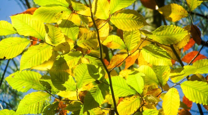 red, light green tree leaves in bright sun