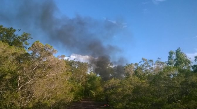 plume of smoke over tree tops