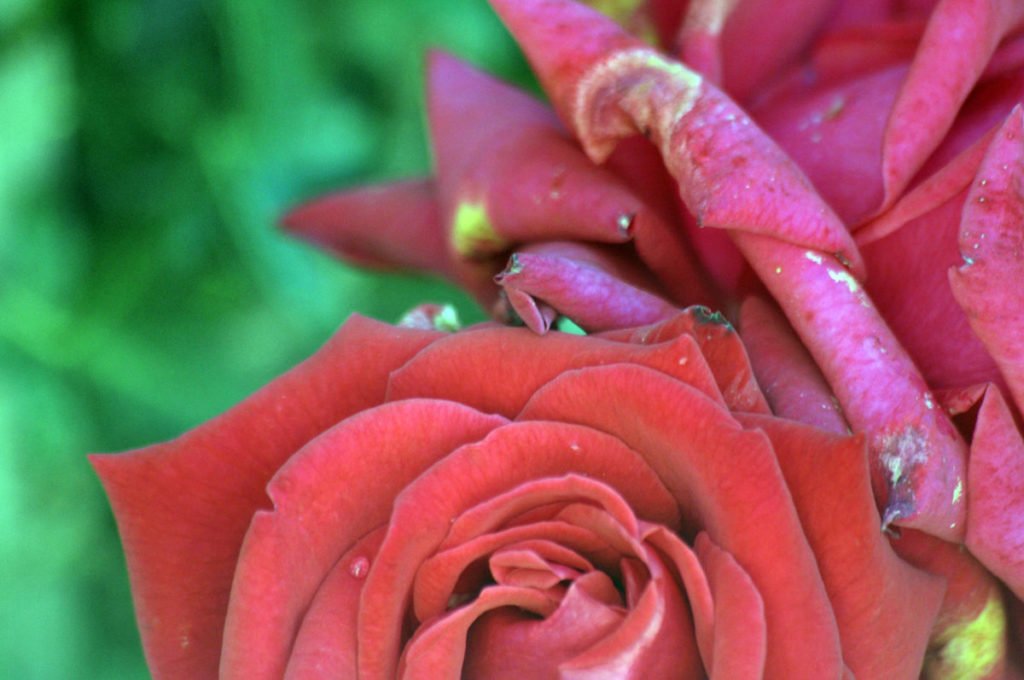 Photo of wilting rose