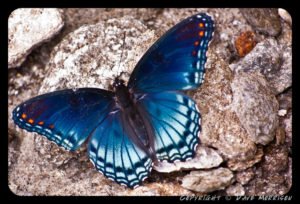 Photo of blue butterfly