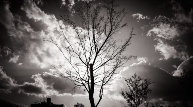 Black and white photo of bare tree