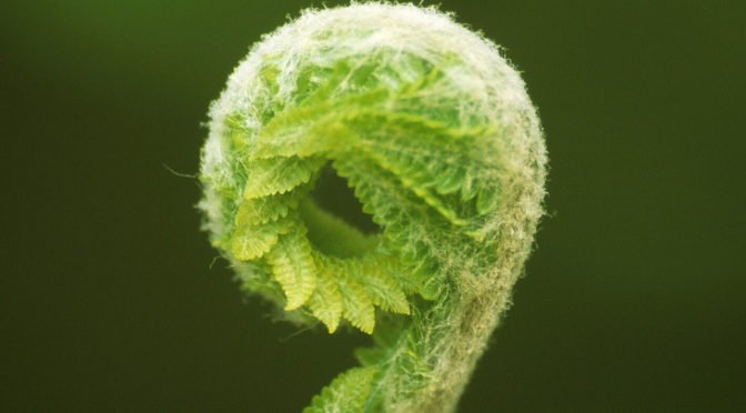 curved pale green fern in sunllight