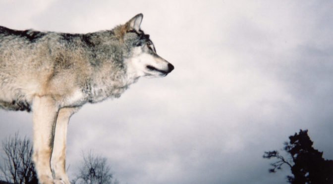 old picture of wolf on cliff