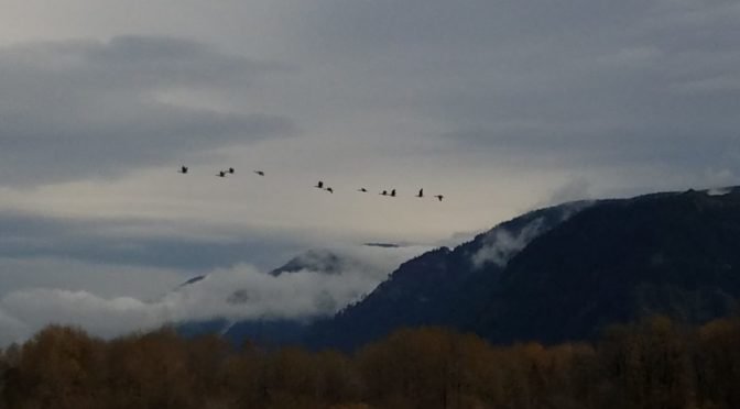 line of geese flying into gray sky