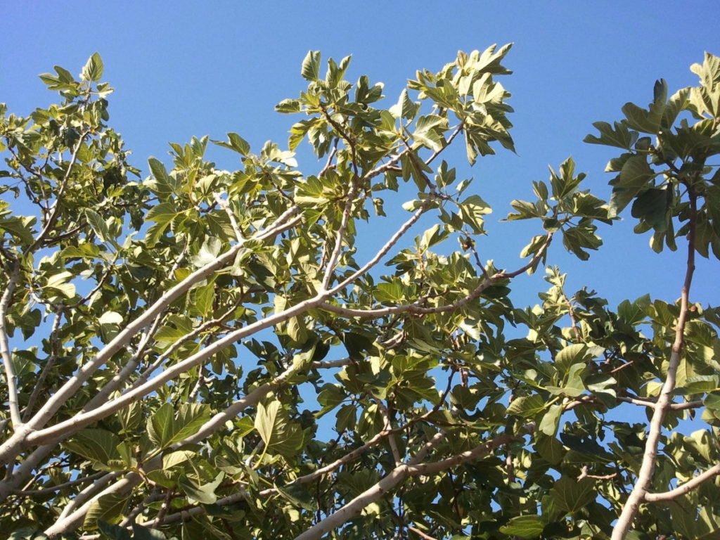 Photo of tree tops in sunlight