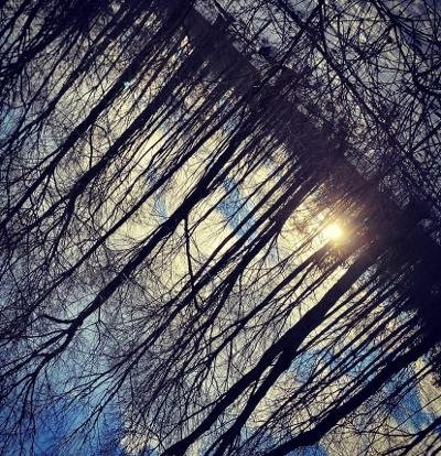 Photo of sun through trees turned sideways