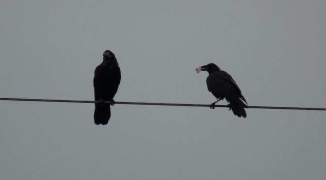 two crows on wire