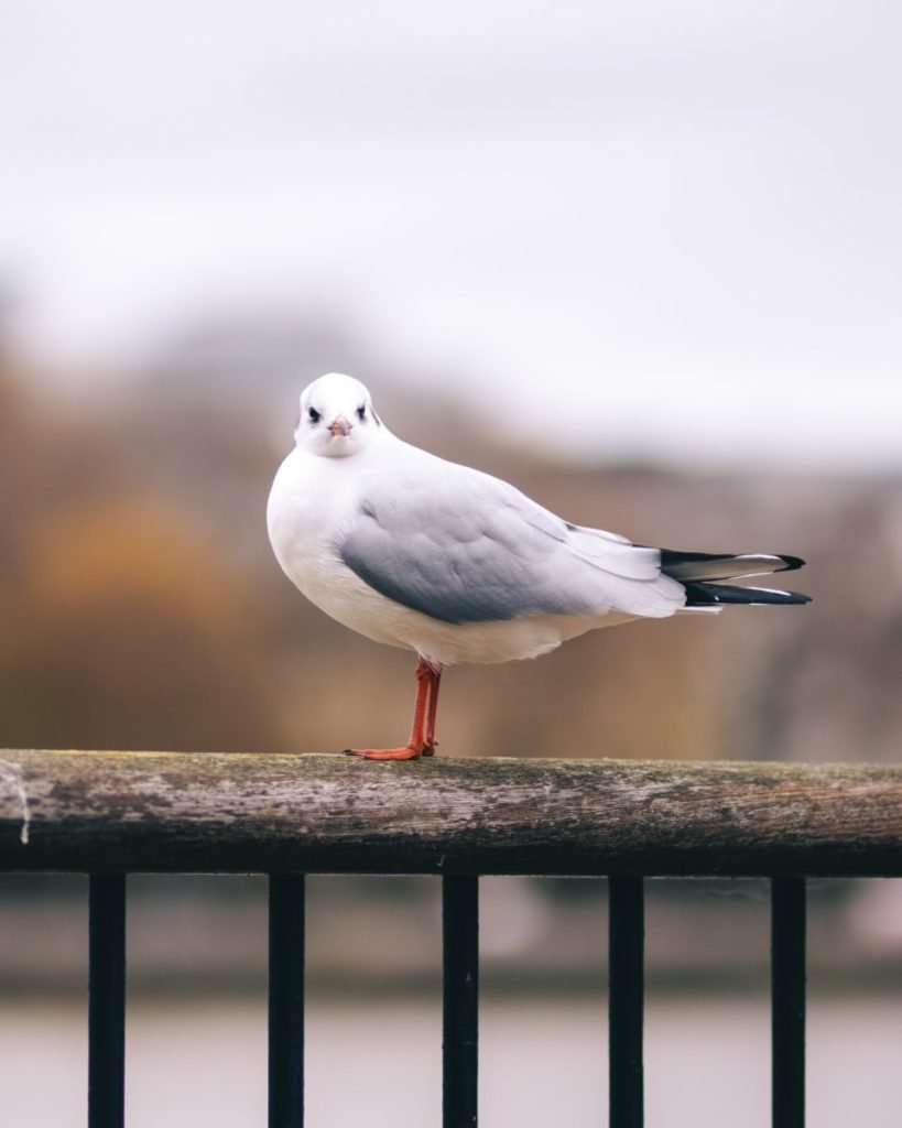 Photo of seagull on railing