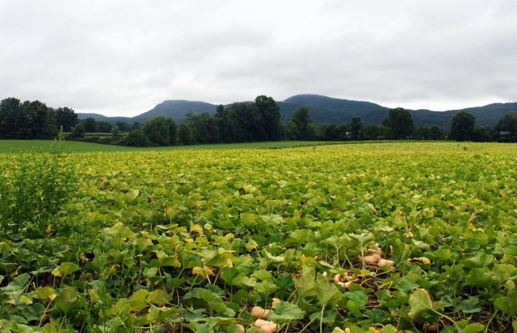 field of squash with mountains