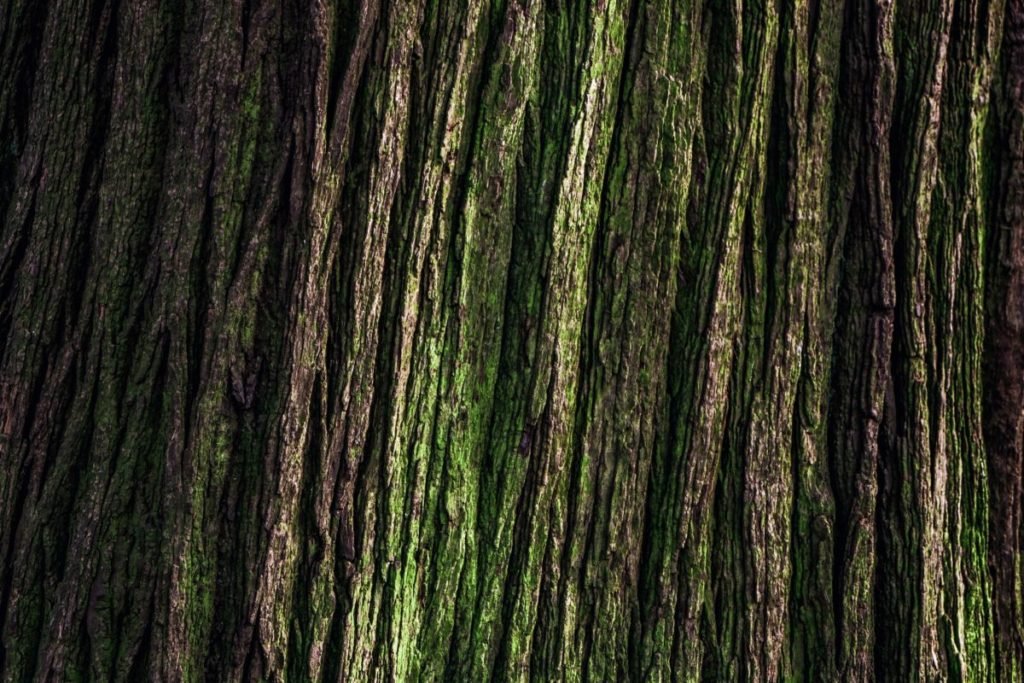 Photo of brown/green bark