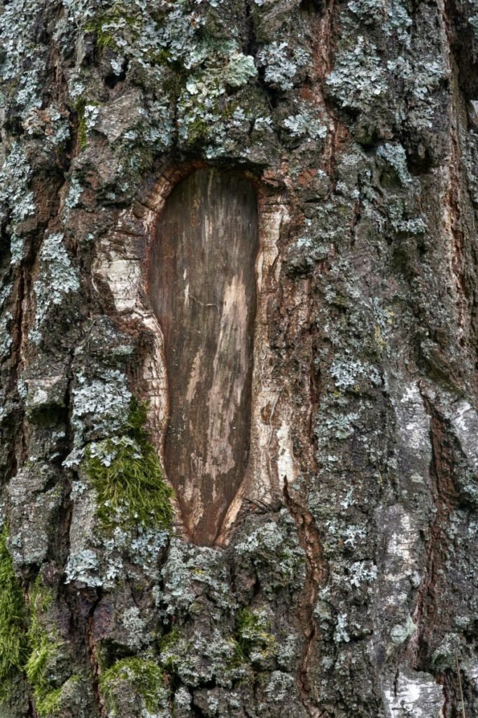 Photo of hole in tree's bark