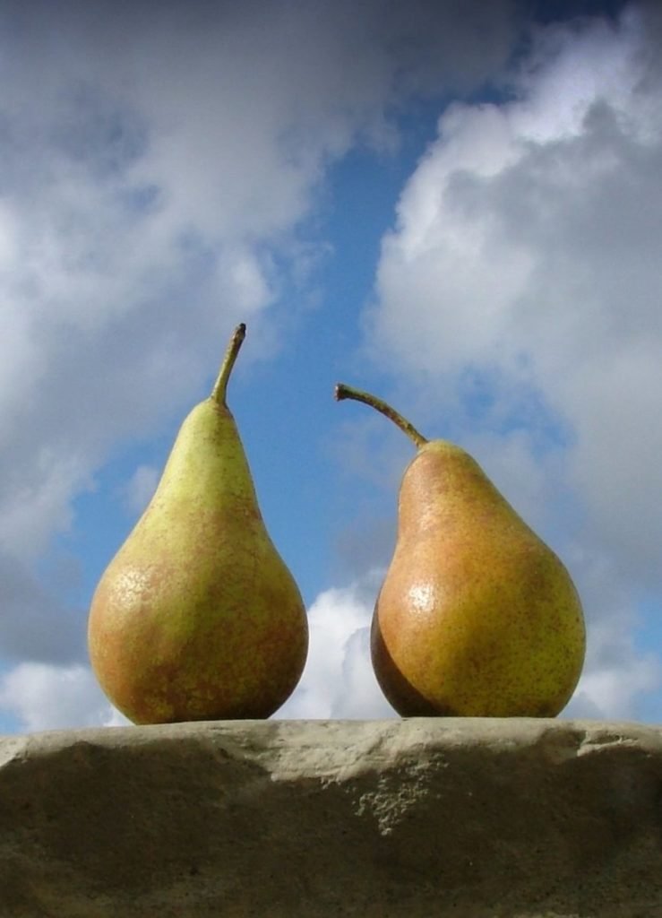 Pears in front of sky