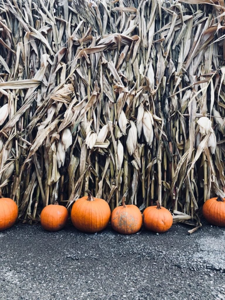 Photo of pumpkins in front of corn stalks