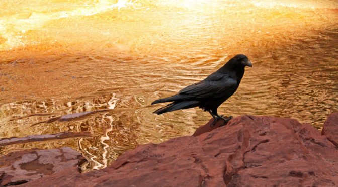 Photo of bird in front of sun-reflecting water